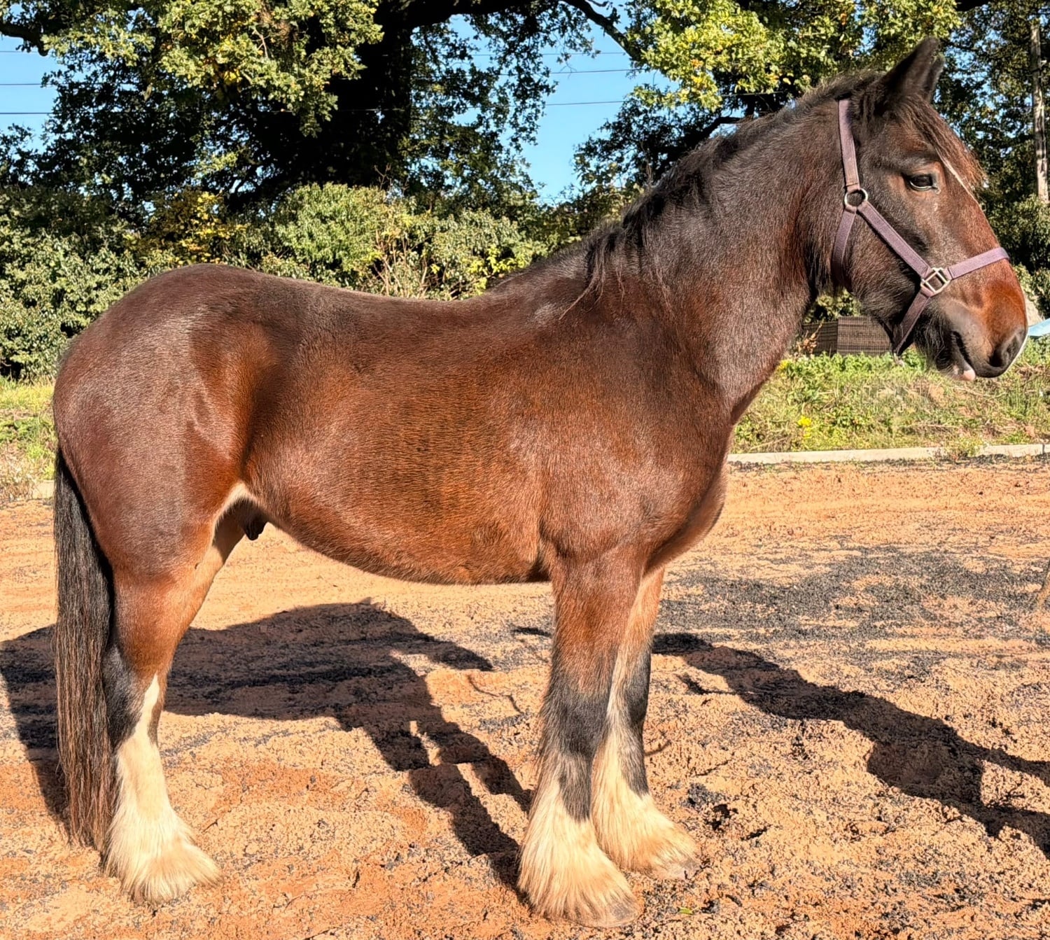"Shark " Bay Gelding Cob/Heavy Horse - Horses in Wolverhampton