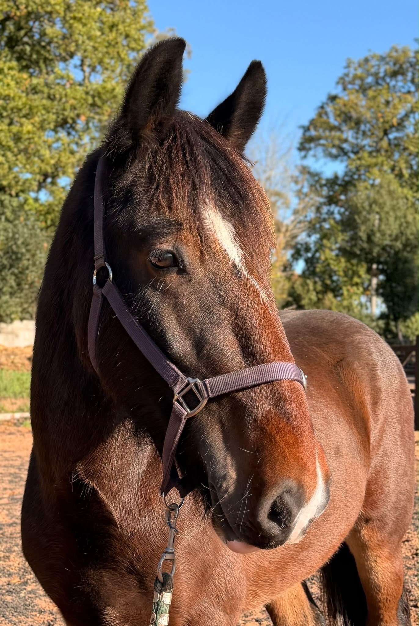 "Shark " Bay Gelding Cob/Heavy Horse - Horses