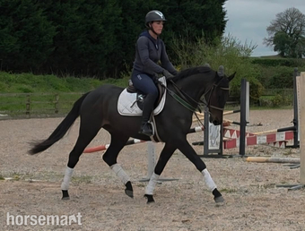 "Wayfare"  Gelding Showing Horse