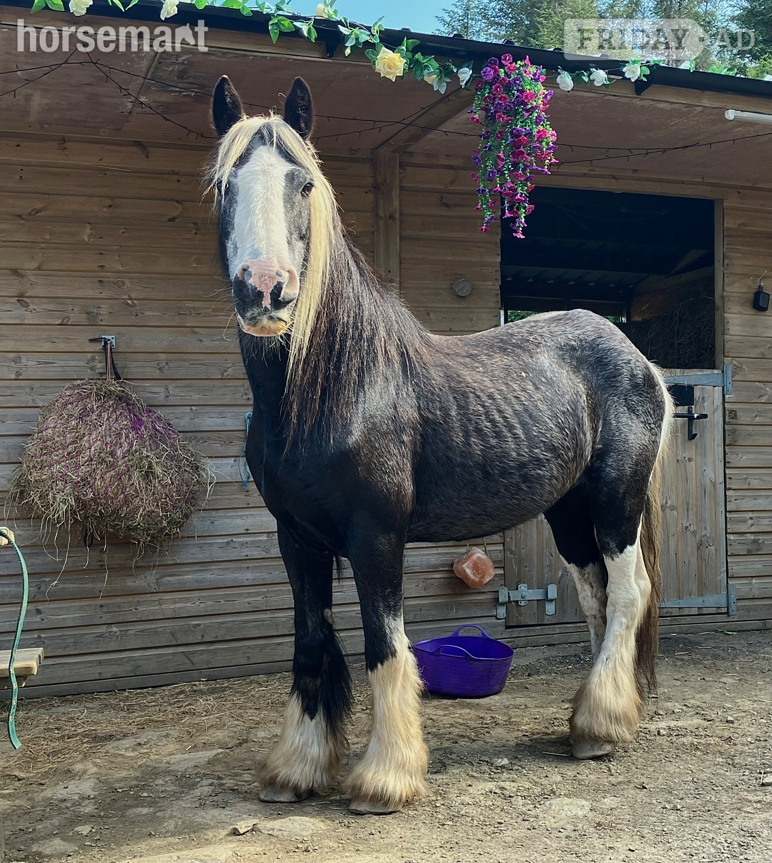 "Allie"  Mare Cob/Heavy Horse in Tarbert
