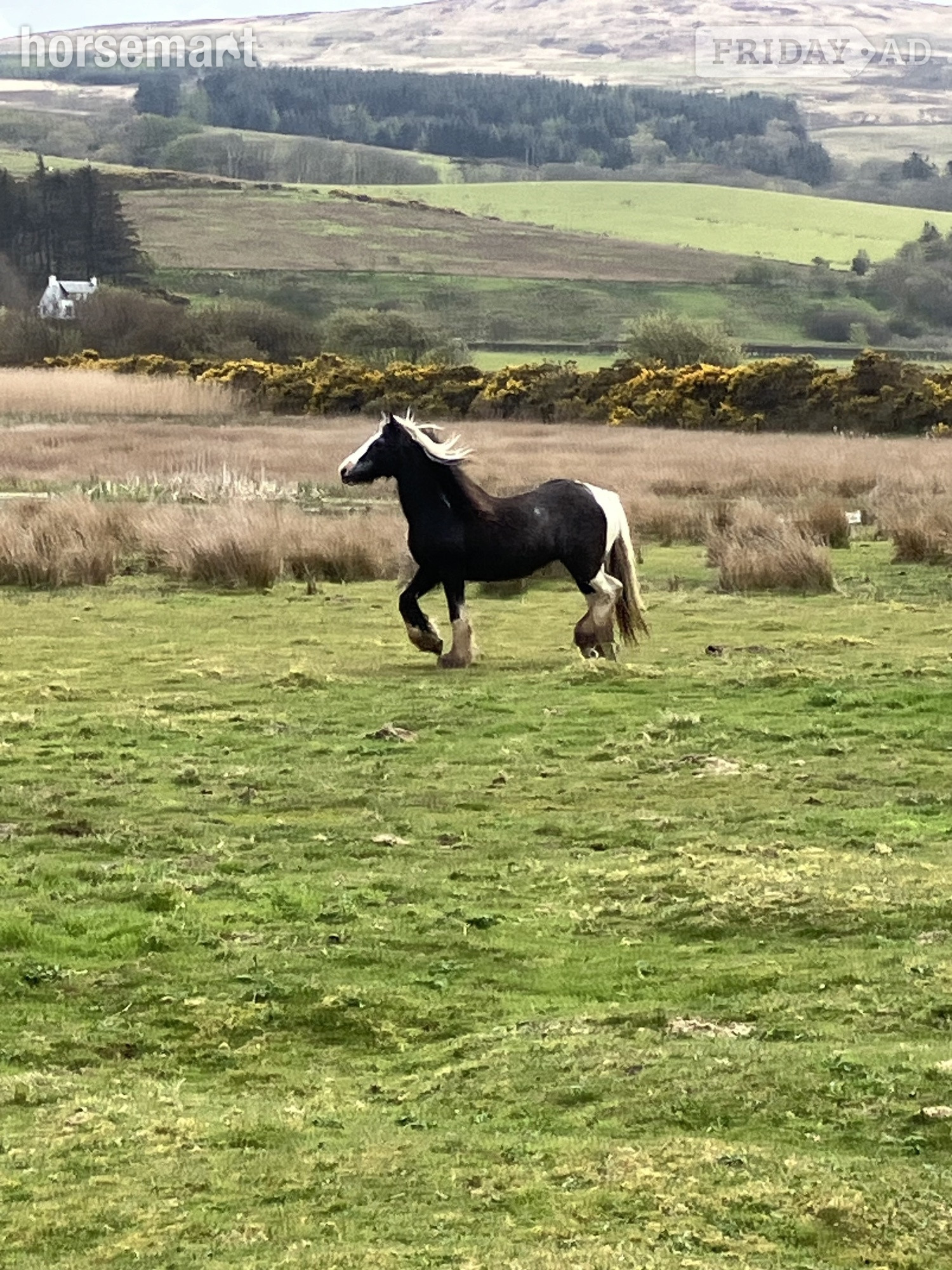 "Allie"  Mare Cob/Heavy Horse - Horses in Tarbert