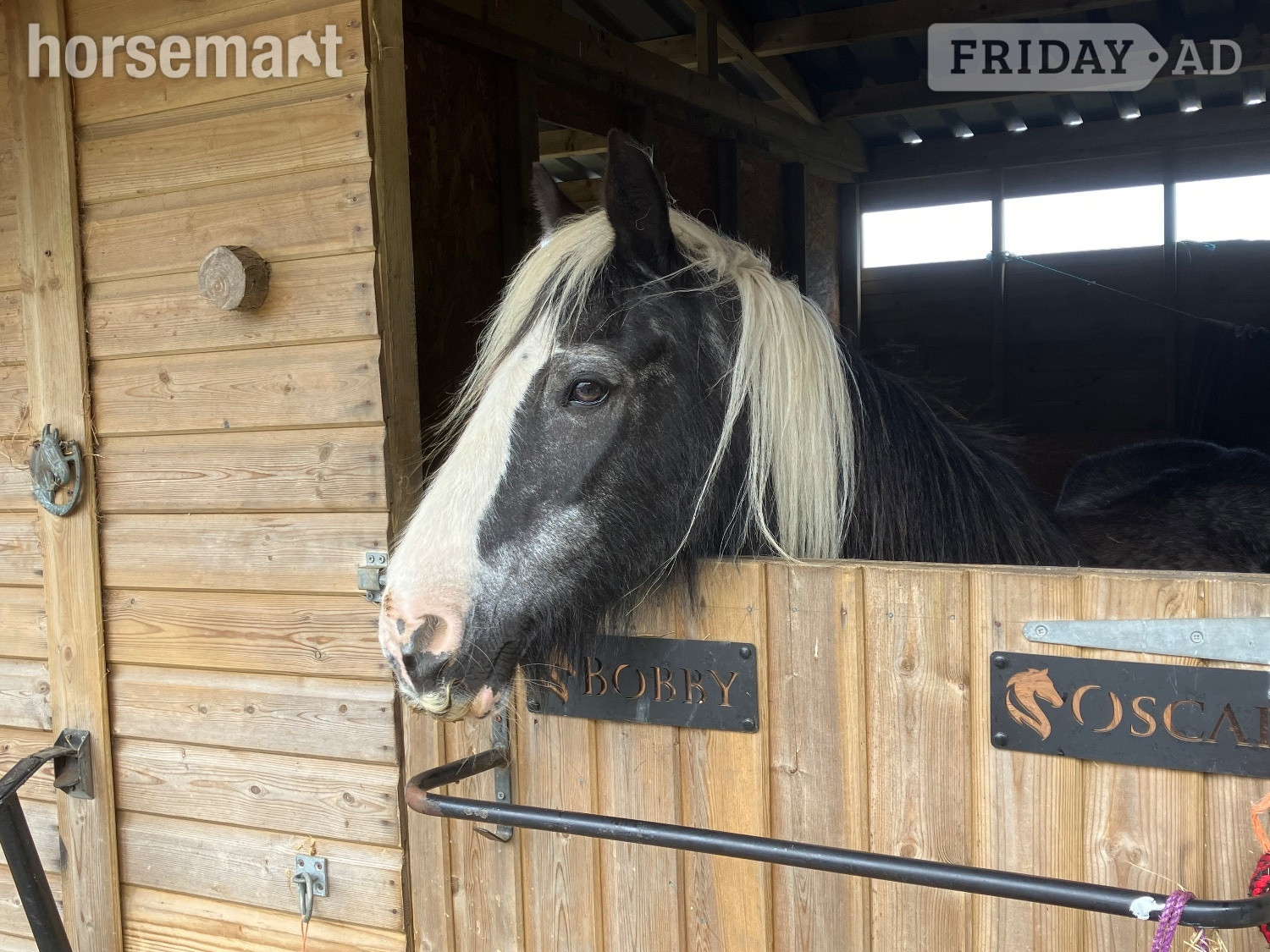 "Allie"  Mare Cob/Heavy Horse
