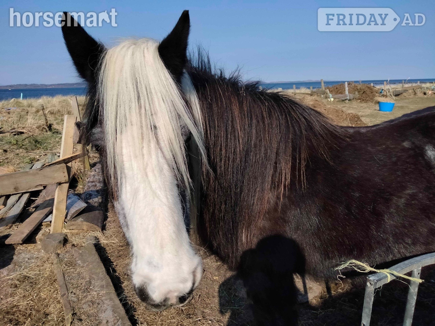 "Allie"  Mare Cob/Heavy Horse - Horses