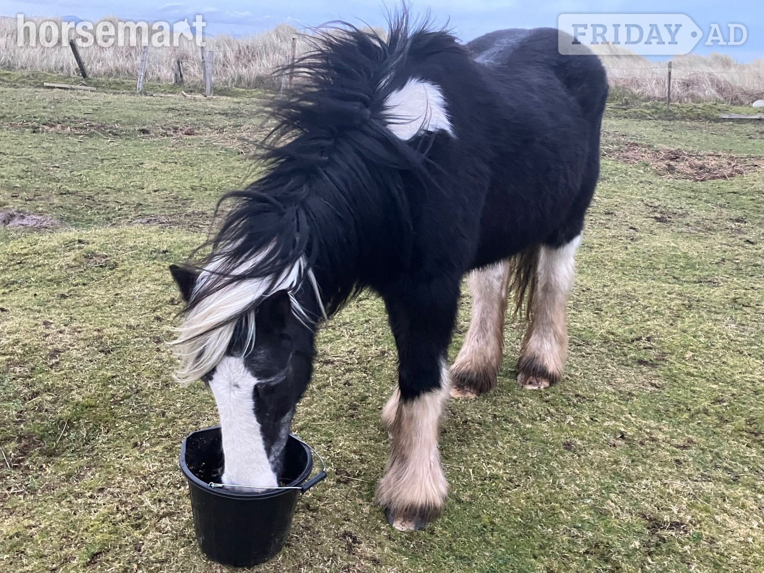 Tarbert "Allie"  Mare Cob/Heavy Horse