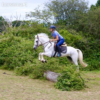 "Bob" Grey Gelding All Rounder
