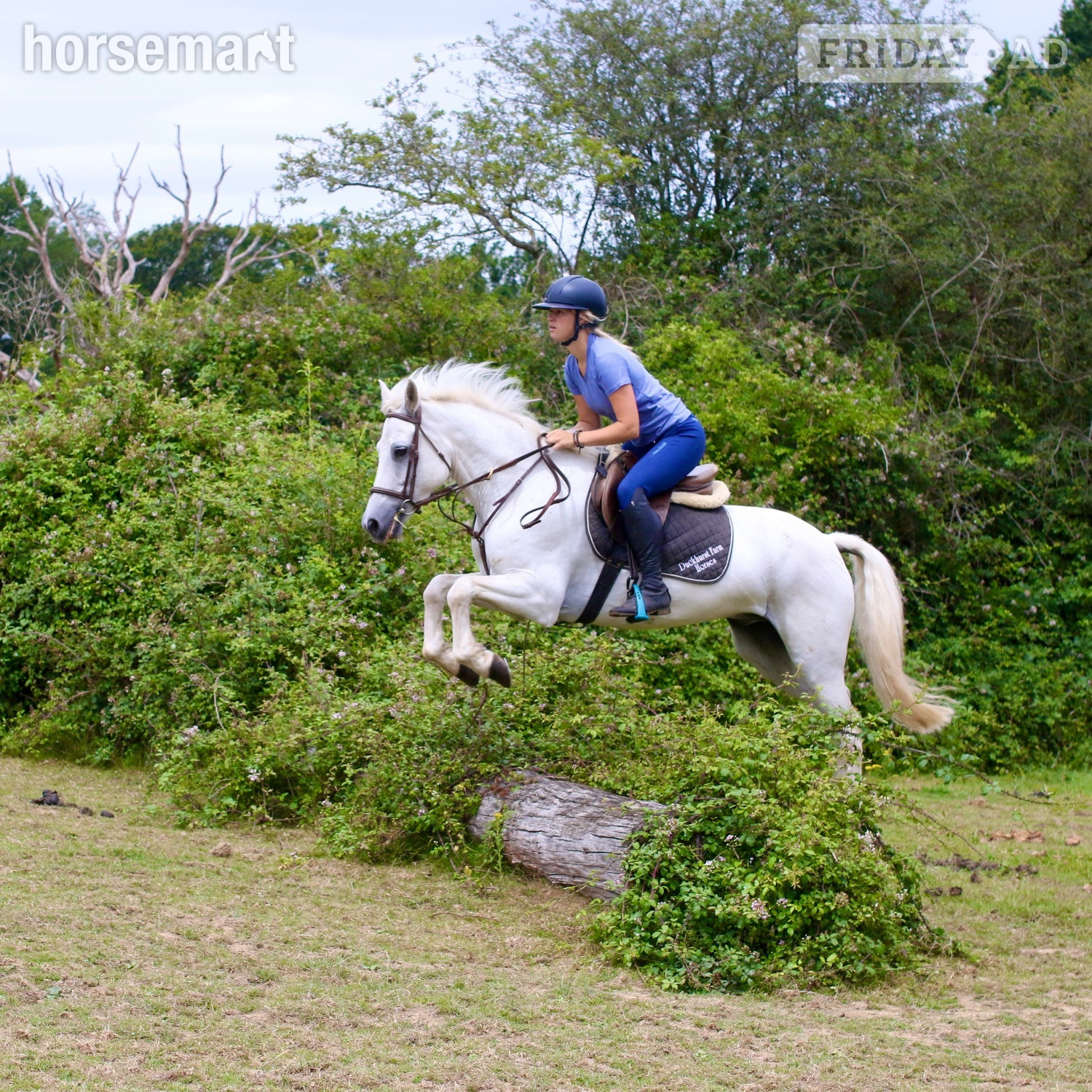 "Bob" Grey Gelding All Rounder in Staplehurst