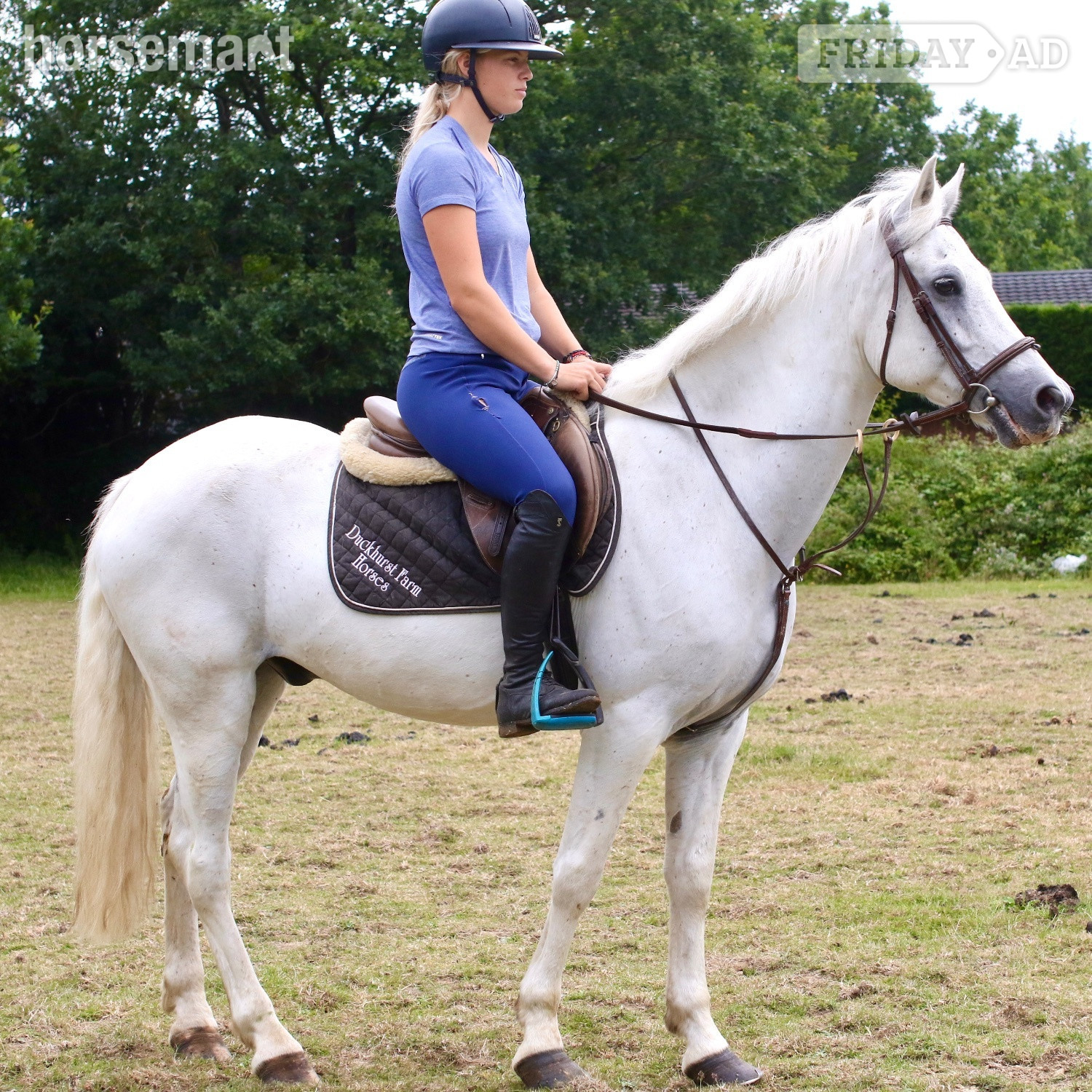 "Bob" Grey Gelding All Rounder