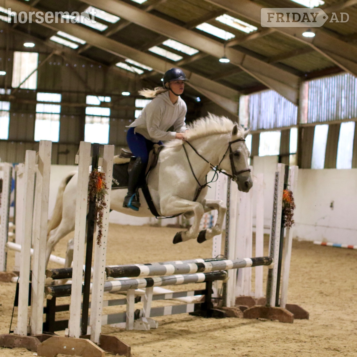 Staplehurst "Bob" Grey Gelding All Rounder