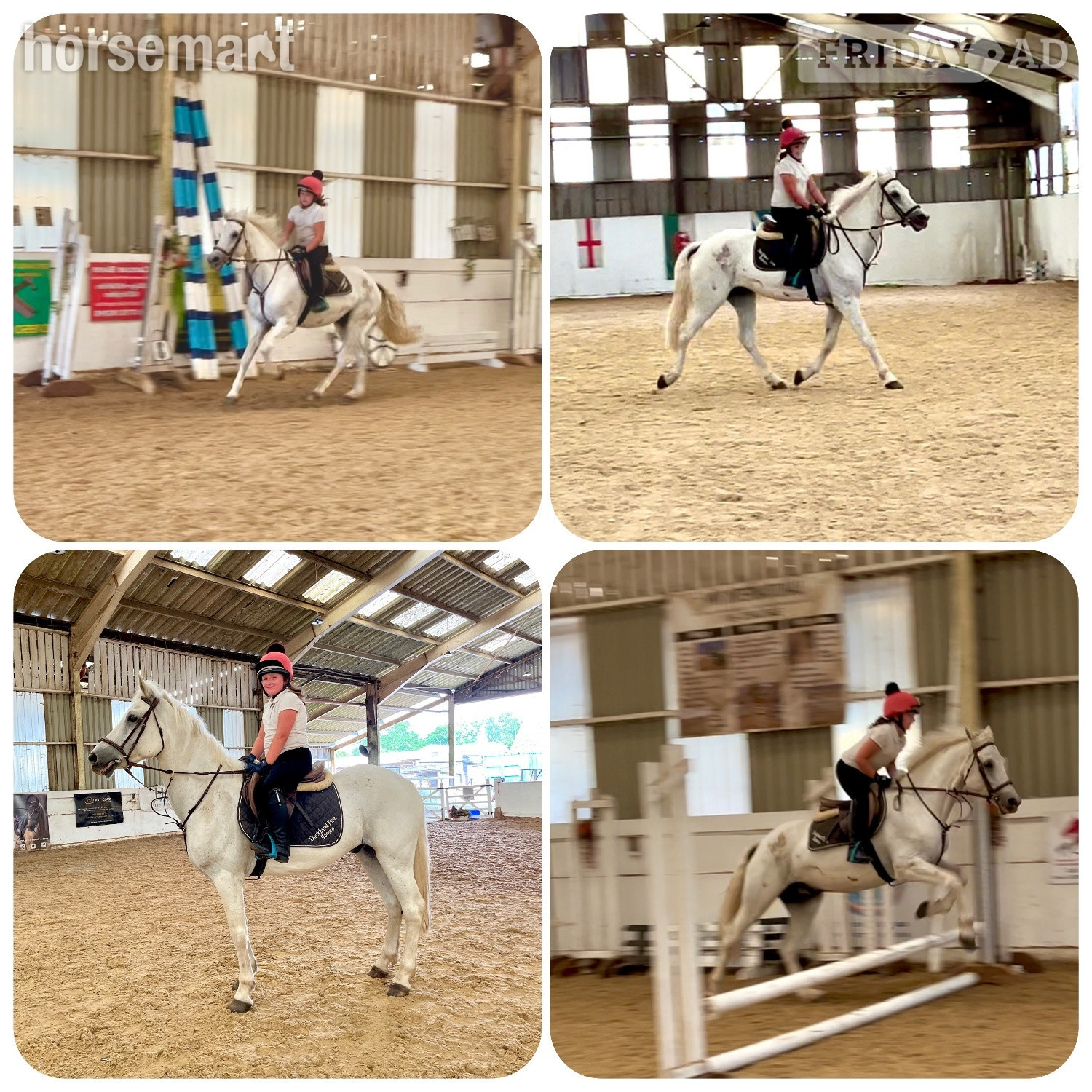 "Bob" Grey Gelding All Rounder - Horses in Staplehurst