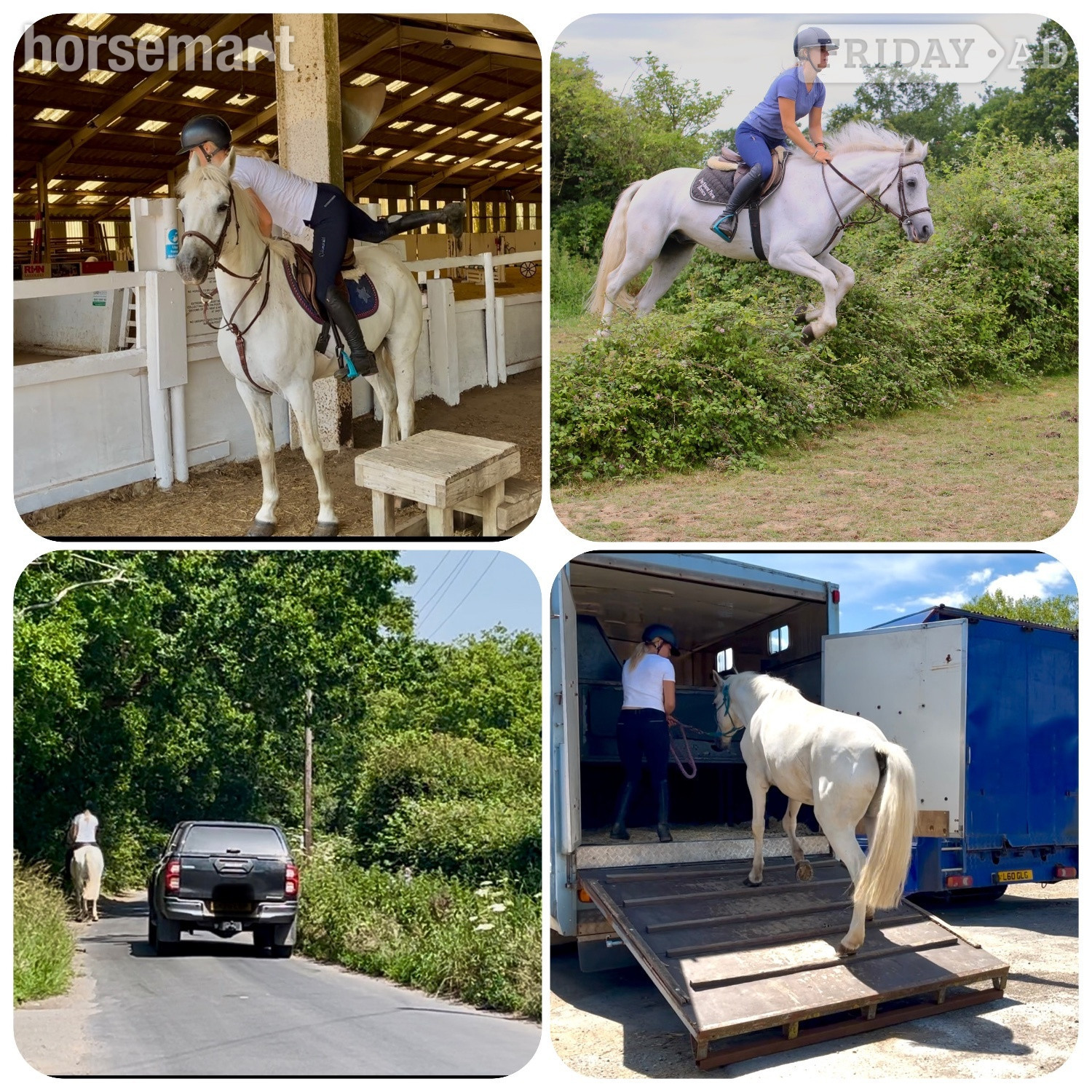 "Bob" Grey Gelding All Rounder - Horses