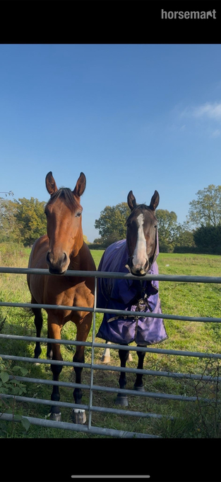 "Radish " Dark Bay Mare All Rounder