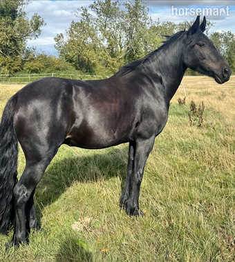 "Sweep" Black Gelding Project Horse