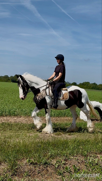 "DREAM" Piebald Mare All Rounder