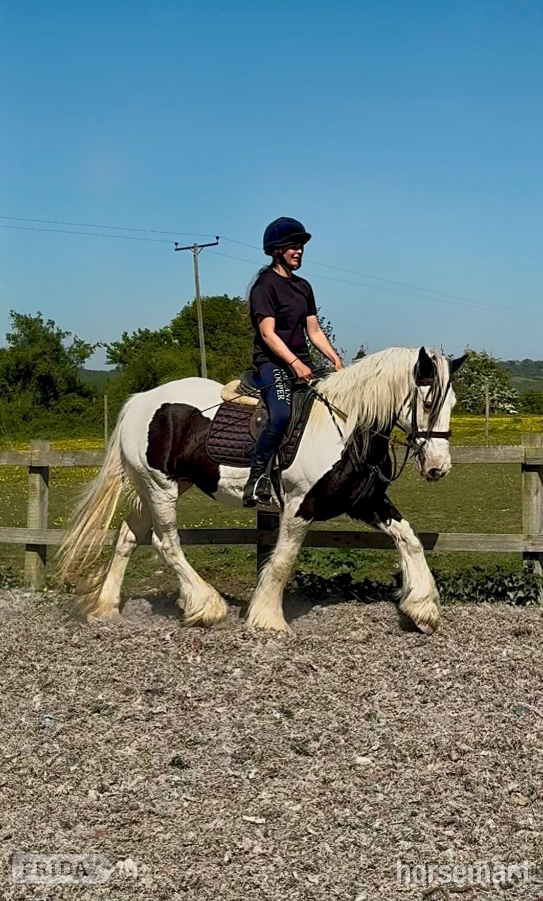 "DREAM" Piebald Mare All Rounder