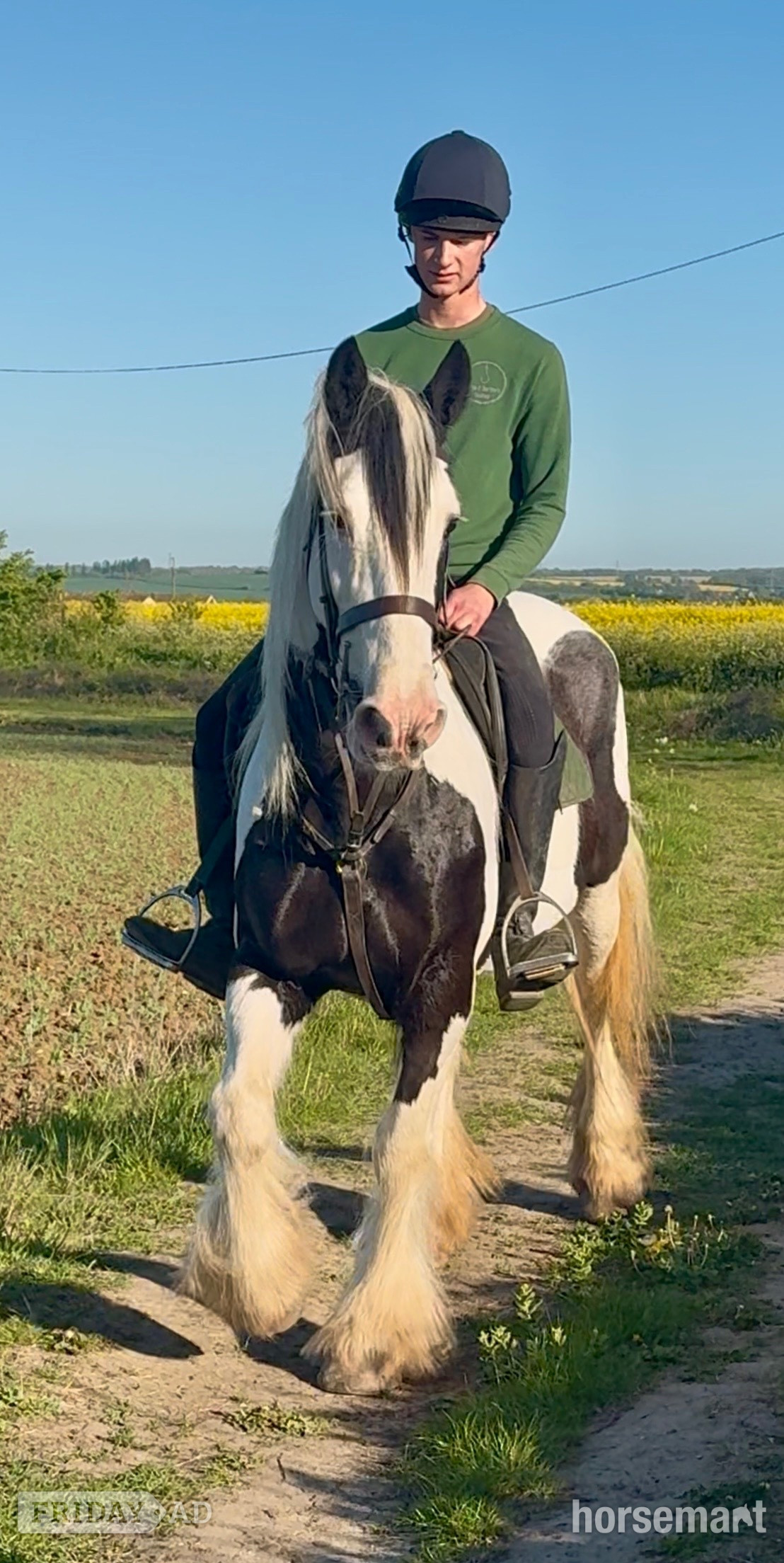 "DREAM" Piebald Mare All Rounder in Wilmington