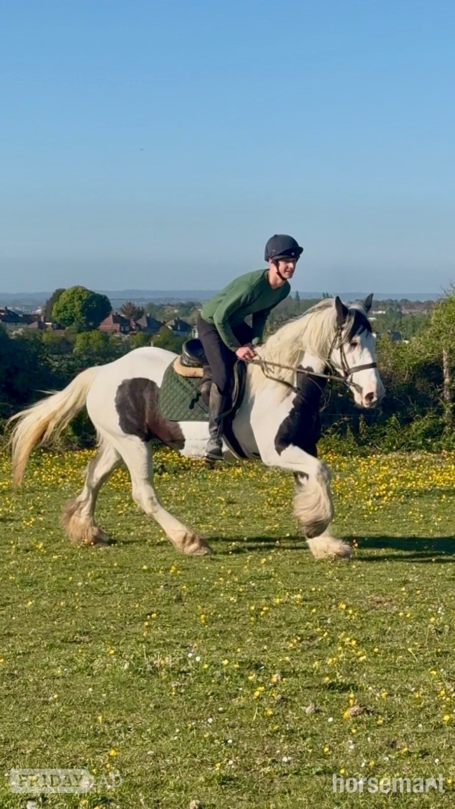 "DREAM" Piebald Mare All Rounder - Horses