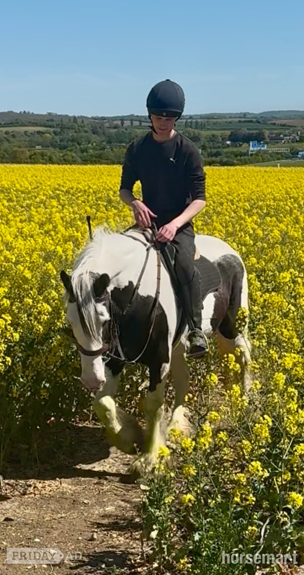Wilmington "DREAM" Piebald Mare All Rounder