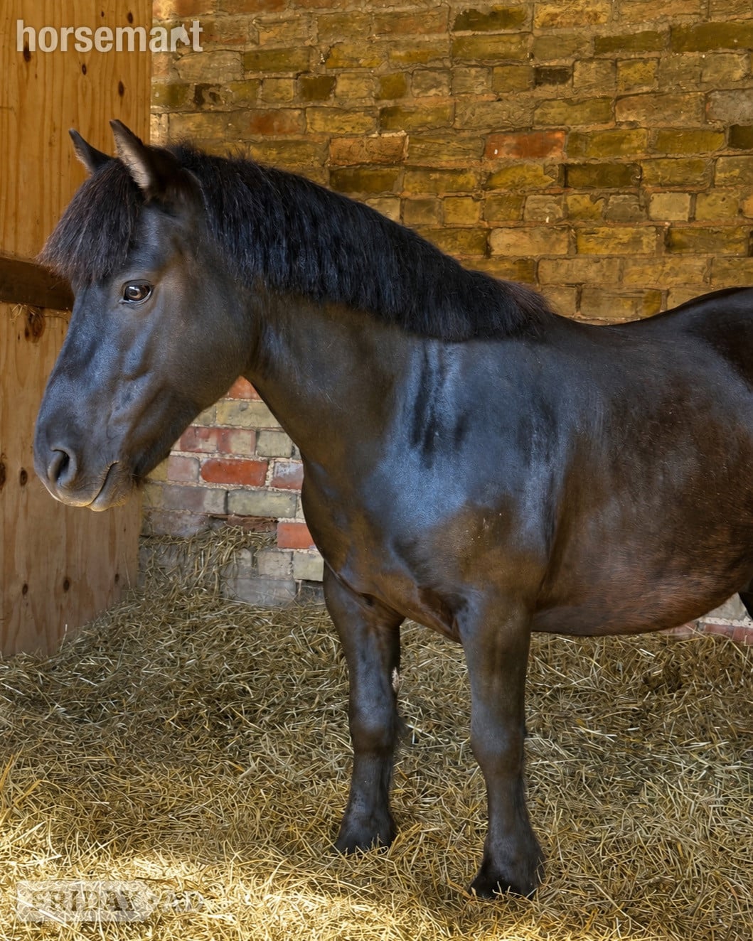 "Bobby " Black Gelding Project Horse in Lincoln