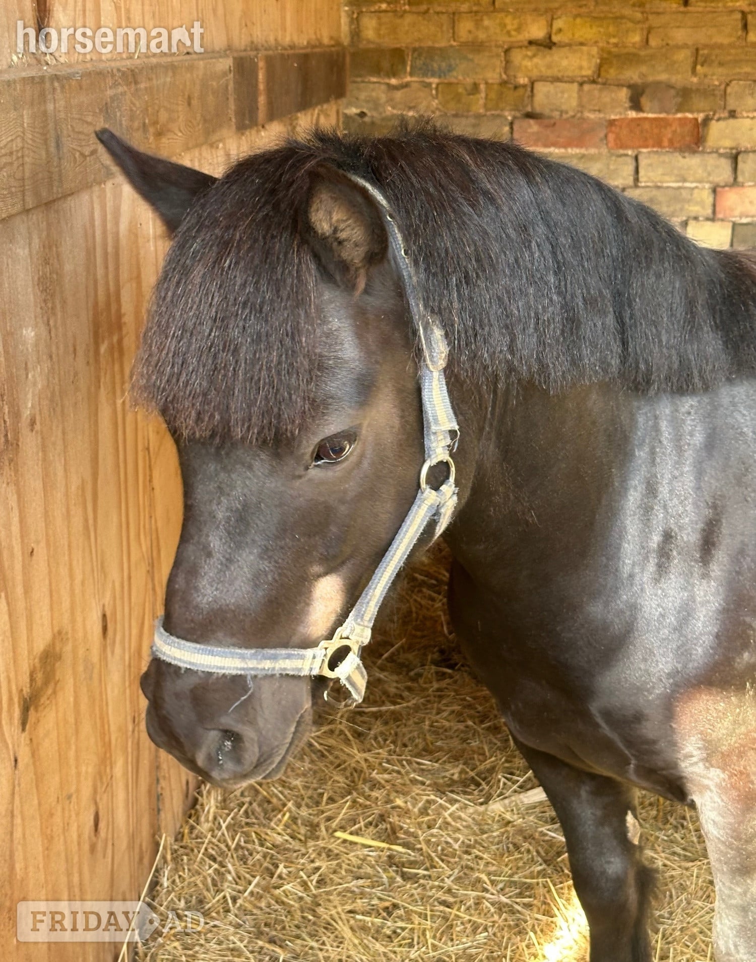 "Bobby " Black Gelding Project Horse