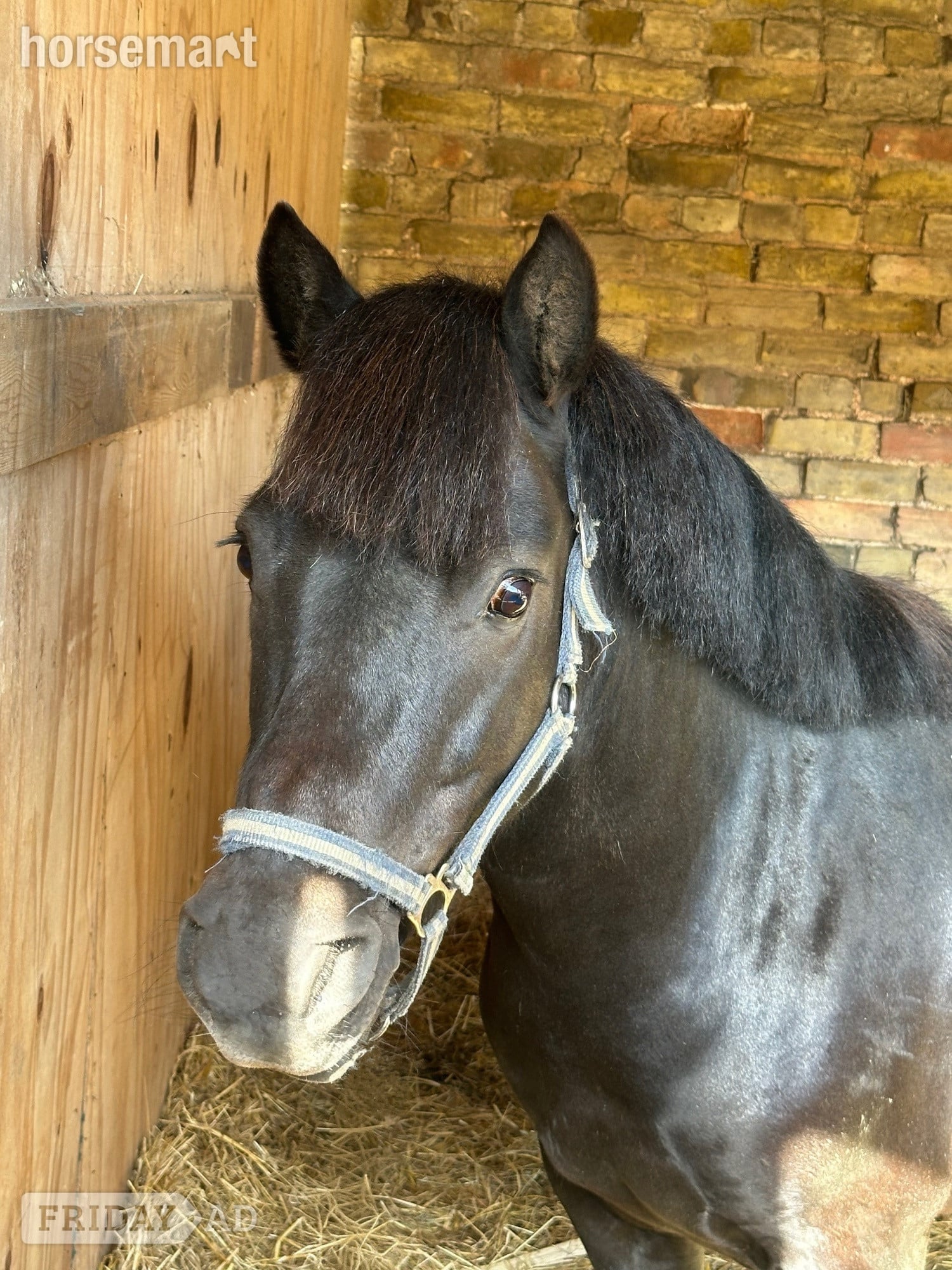 Lincoln "Bobby " Black Gelding Project Horse