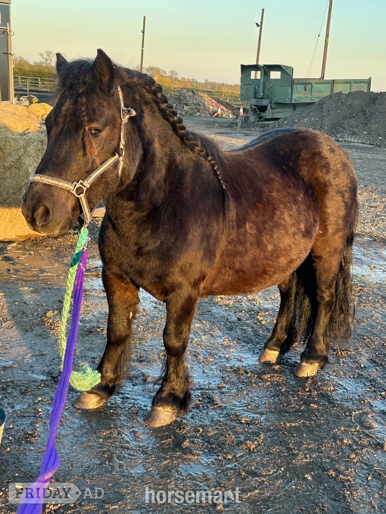 "Bobby " Black Gelding Project Horse -  in Lincoln