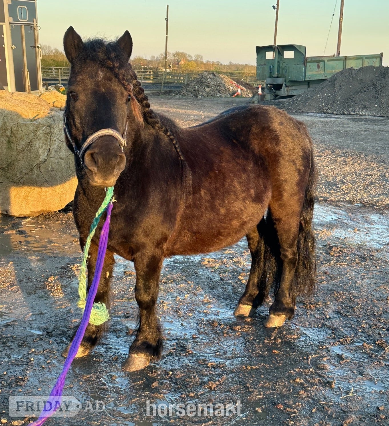 "Bobby " Black Gelding Project Horse - 