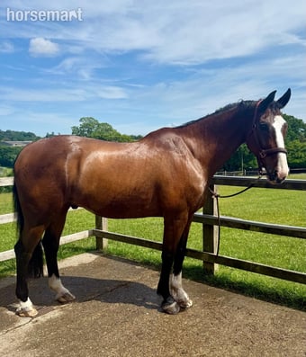 "Basil" Bay Gelding All Rounder