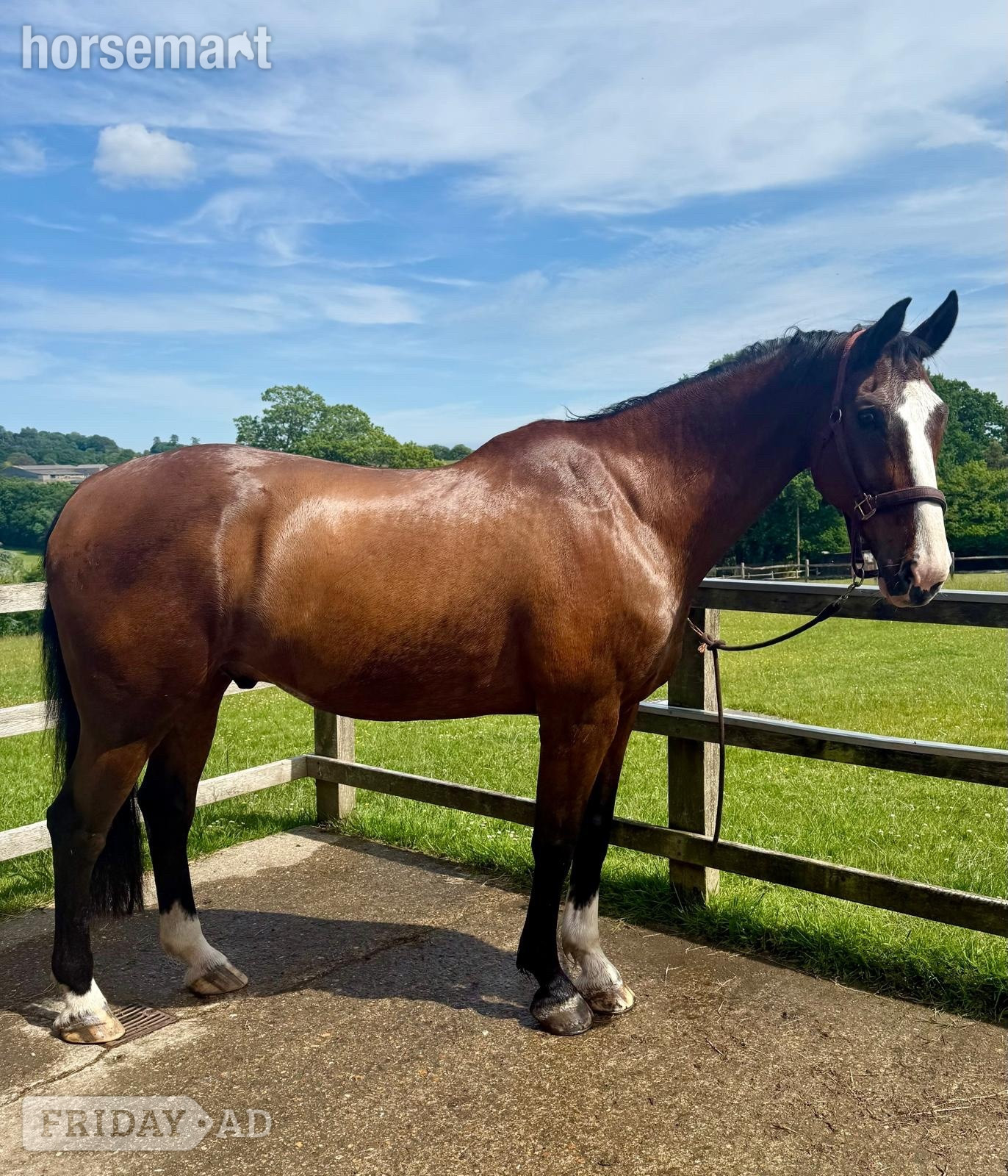 "Basil" Bay Gelding All Rounder in Danehill