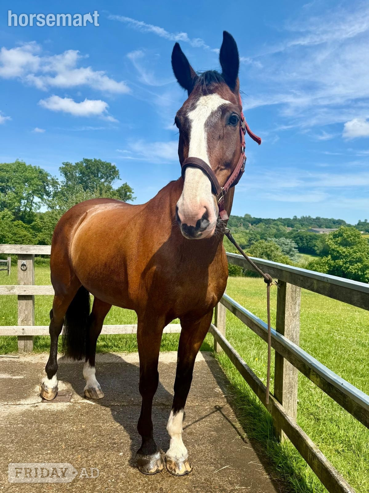 "Basil" Bay Gelding All Rounder