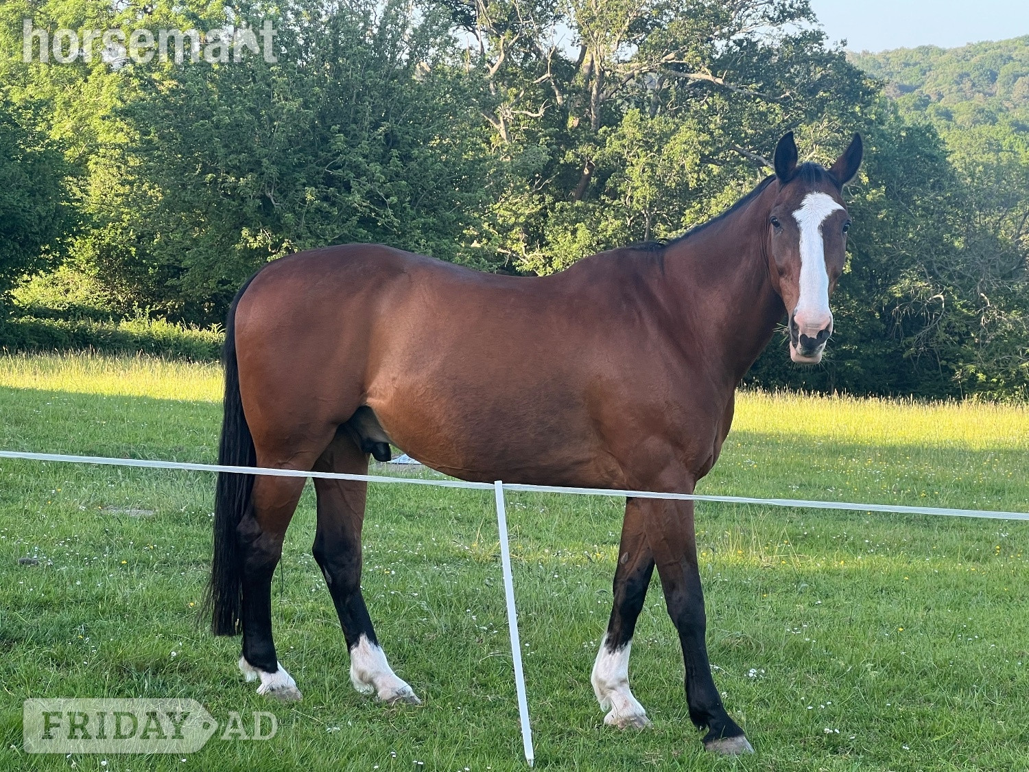 Danehill "Basil" Bay Gelding All Rounder