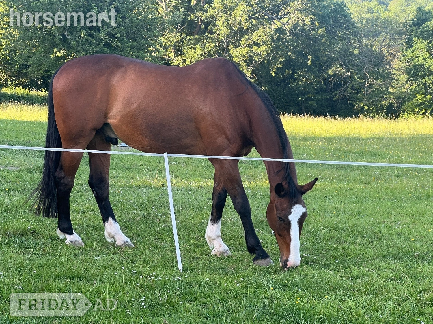 "Basil" Bay Gelding All Rounder - Horses in Danehill