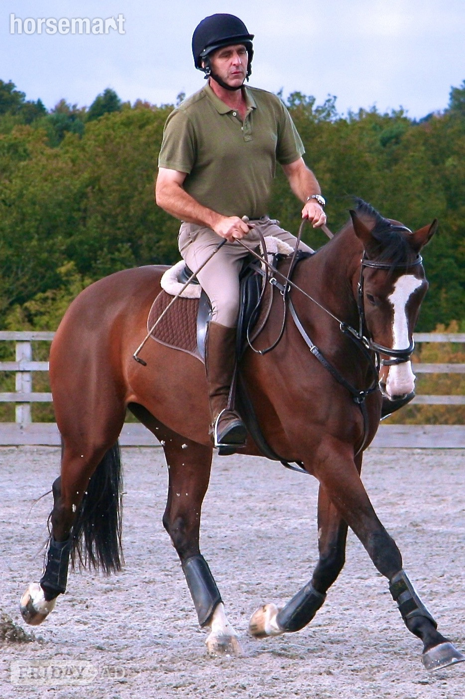 "Basil" Bay Gelding All Rounder - Horses