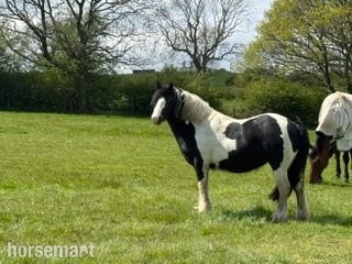 "Merrylegs" Piebald Mare Cob/Heavy Horse