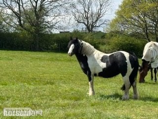 "Merrylegs" Piebald Mare Cob/Heavy Horse in Harrogate