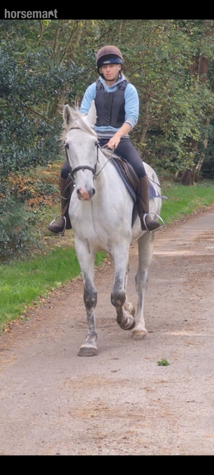 "Silver" Grey Gelding All Rounder