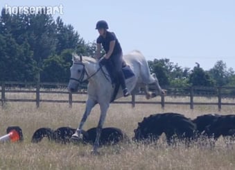 "Silver" Grey Gelding All Rounder