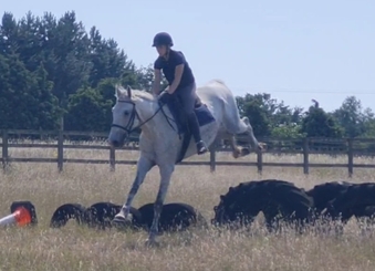 "Silver" Grey Gelding All Rounder