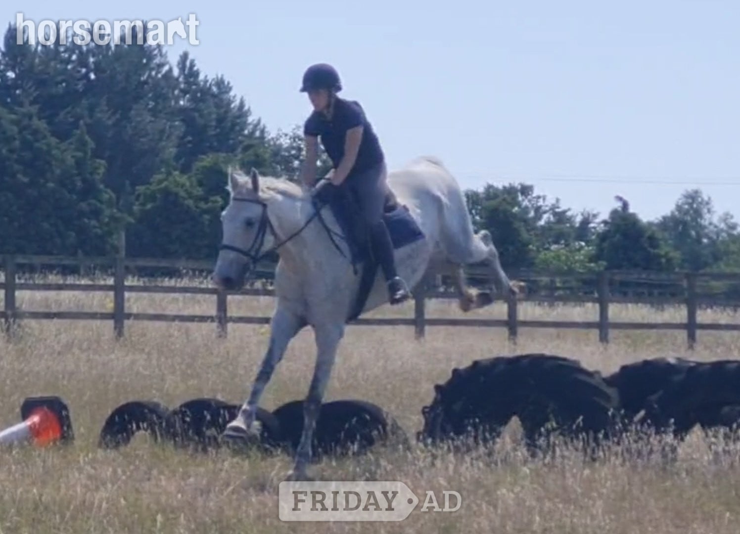 "Silver" Grey Gelding All Rounder in King's Lynn