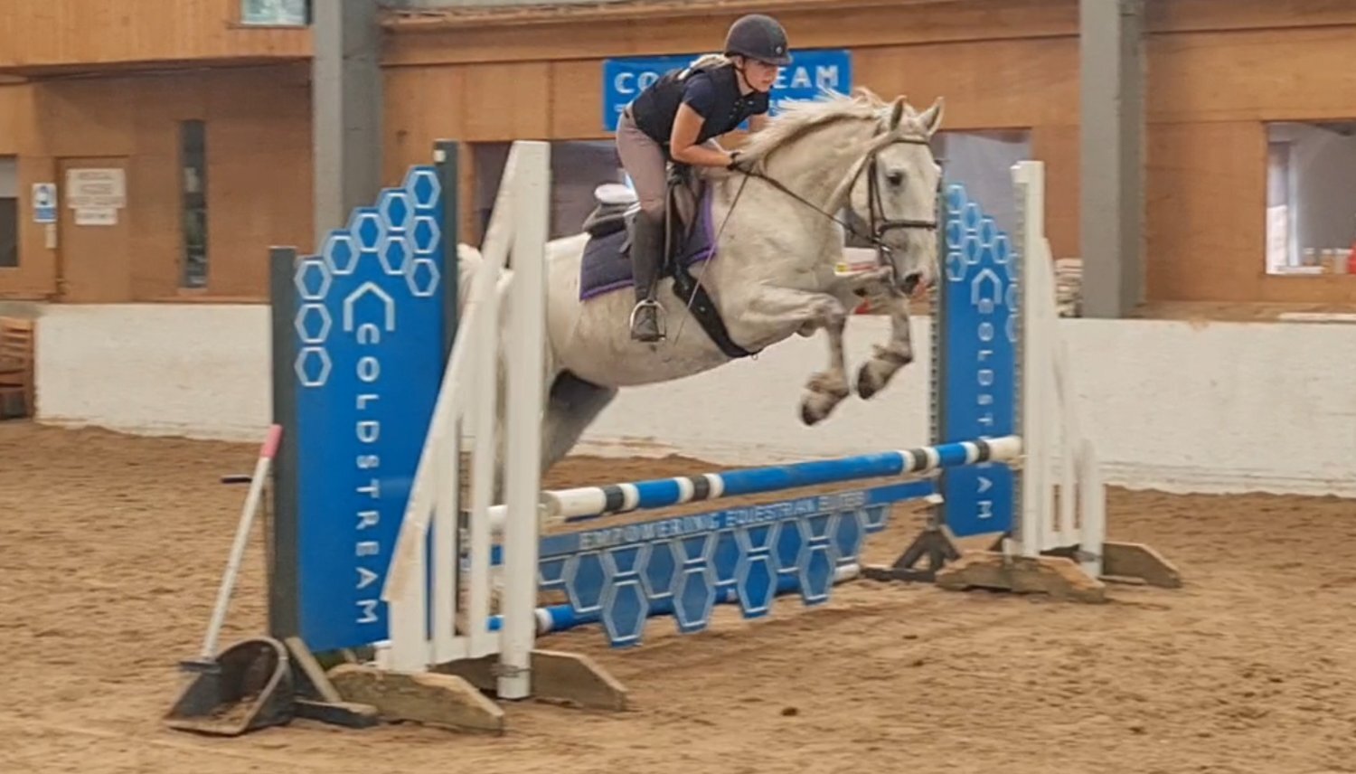 "Silver" Grey Gelding All Rounder