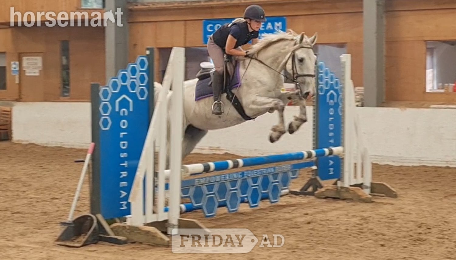 "Silver" Grey Gelding All Rounder