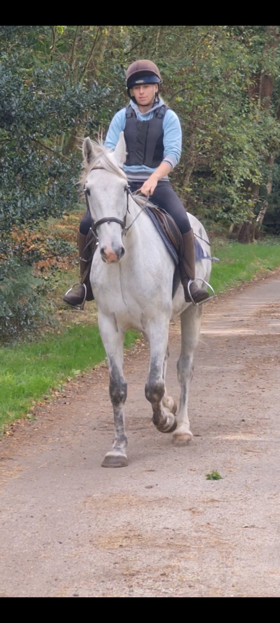King's Lynn "Silver" Grey Gelding All Rounder