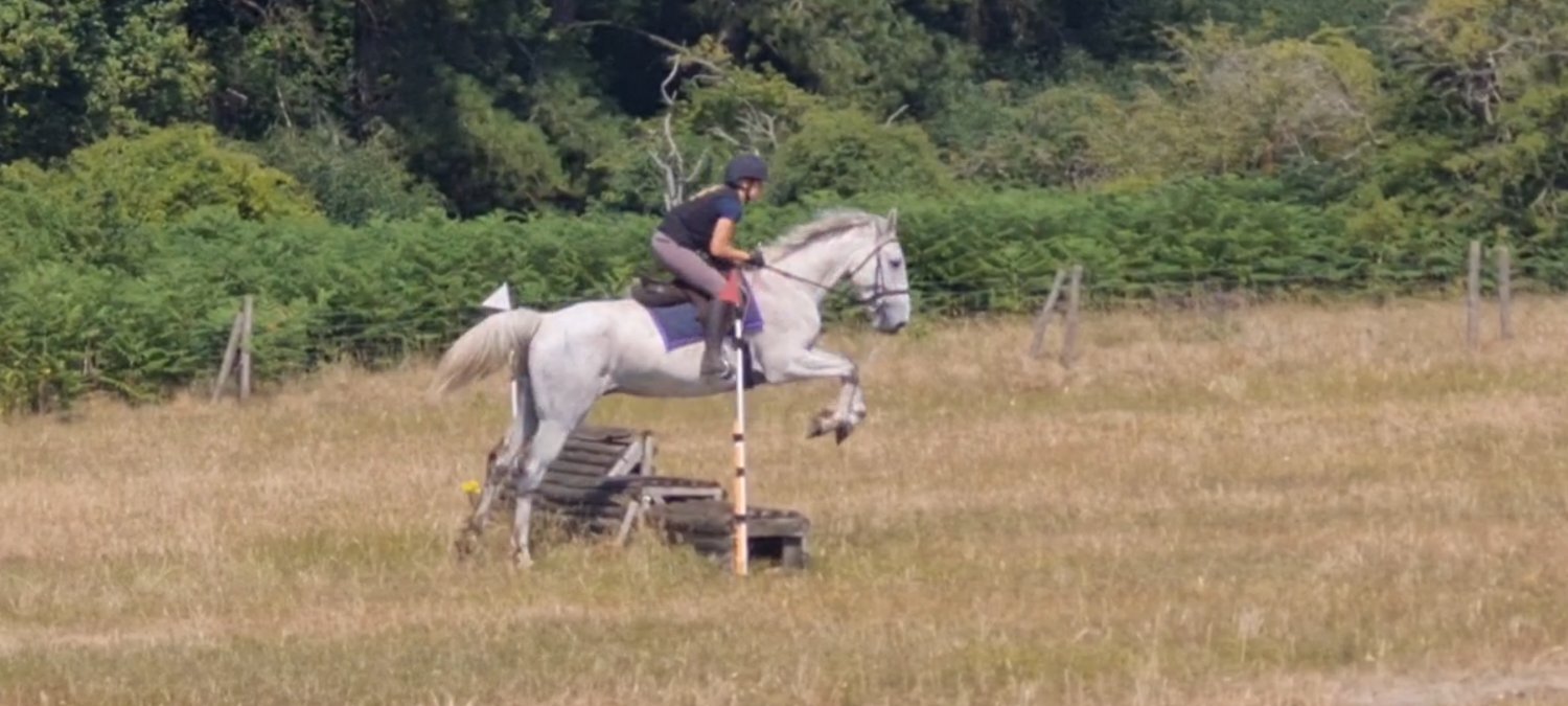 "Silver" Grey Gelding All Rounder - Horses in King's Lynn