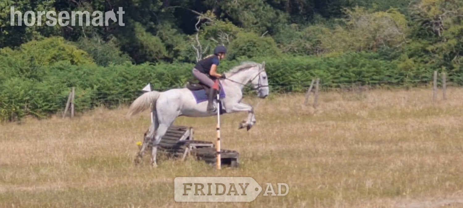"Silver" Grey Gelding All Rounder - Horses in King's Lynn