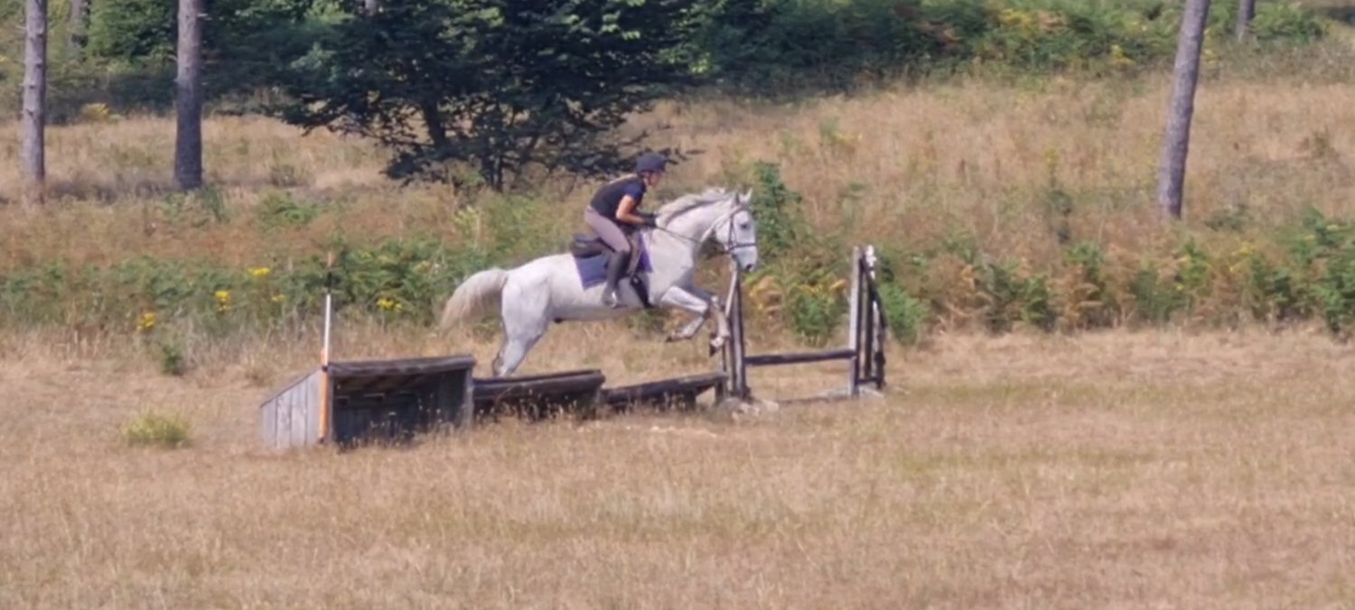"Silver" Grey Gelding All Rounder - Horses