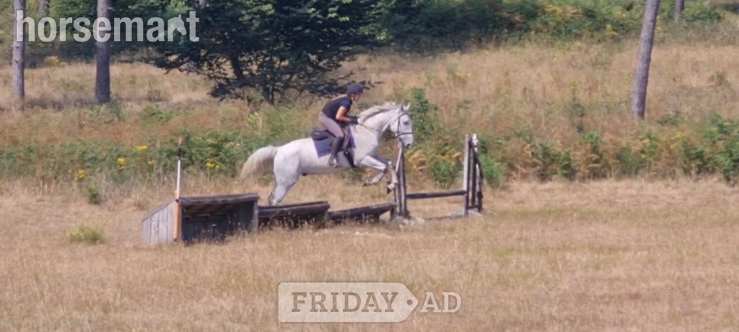 "Silver" Grey Gelding All Rounder - Horses