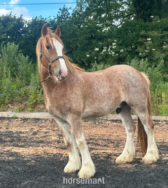 "Prince "  Gelding Cob/Heavy Horse