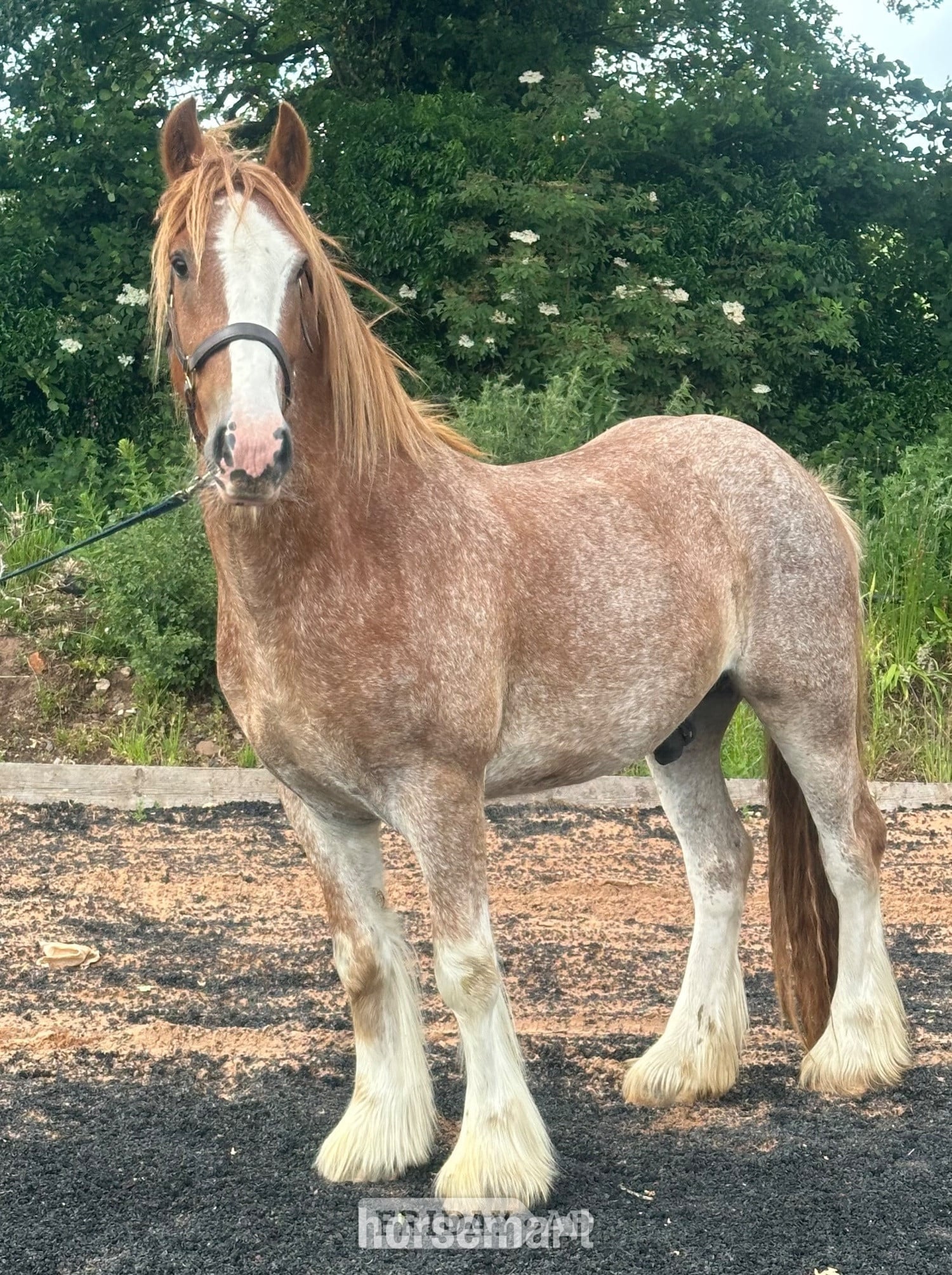 "Prince "  Gelding Cob/Heavy Horse - Horses