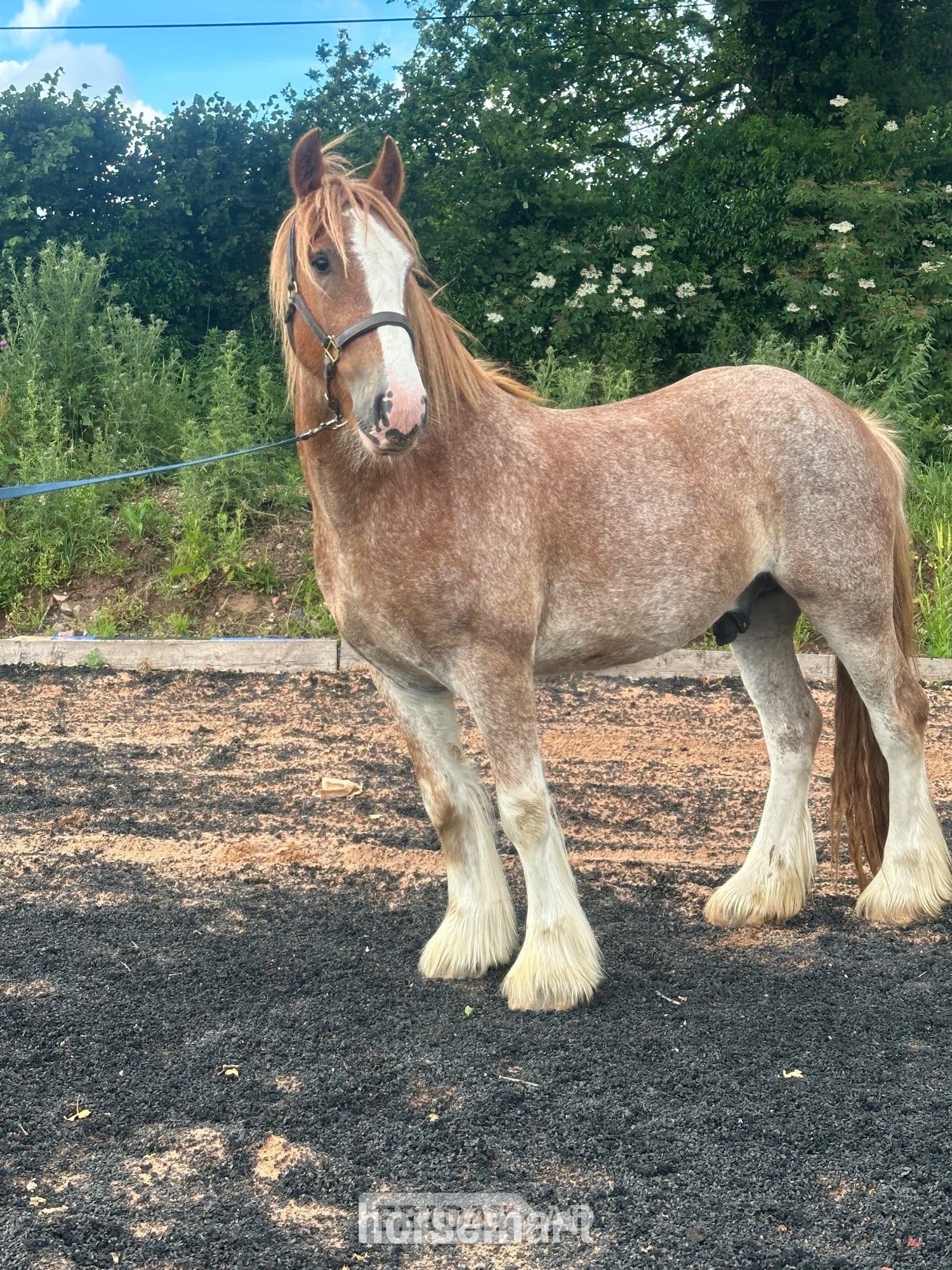 "Prince "  Gelding Cob/Heavy Horse
