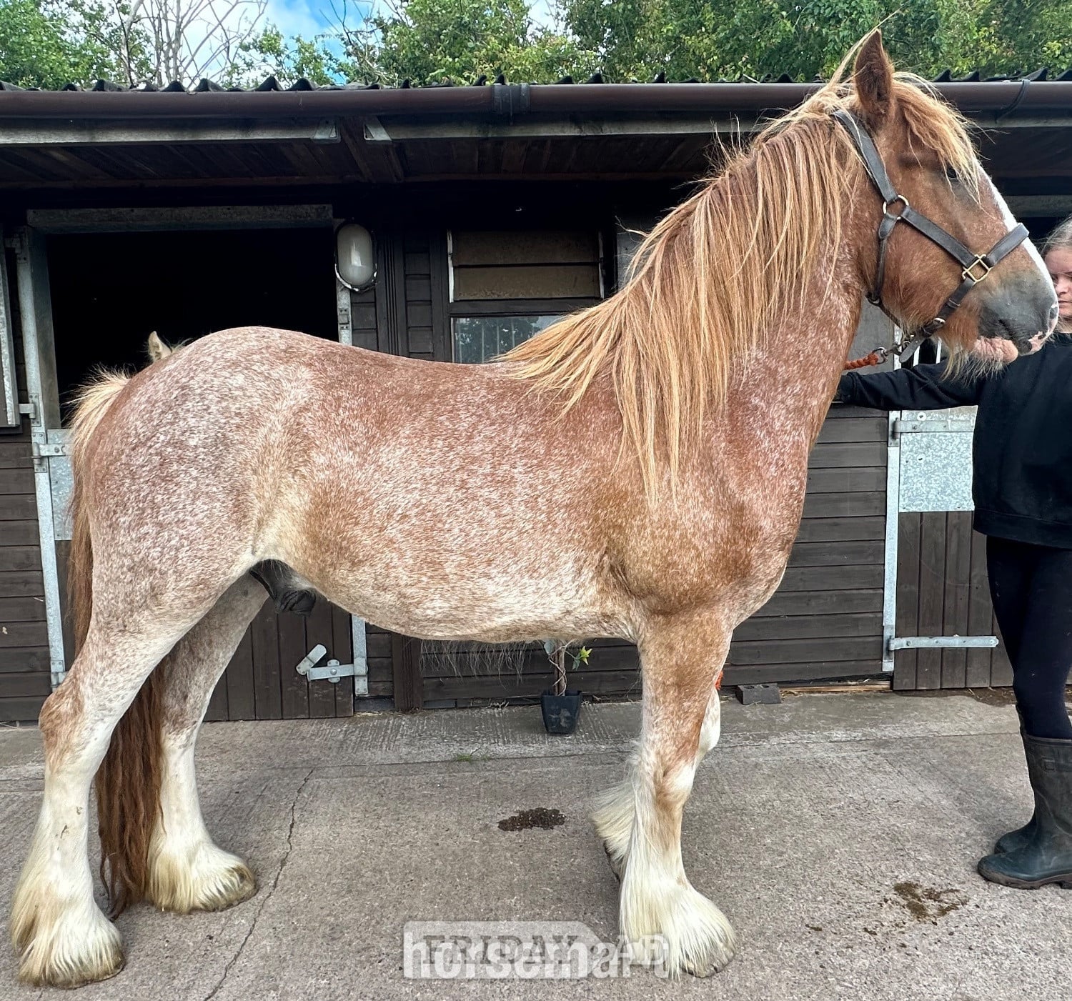 Wolverhampton "Prince "  Gelding Cob/Heavy Horse