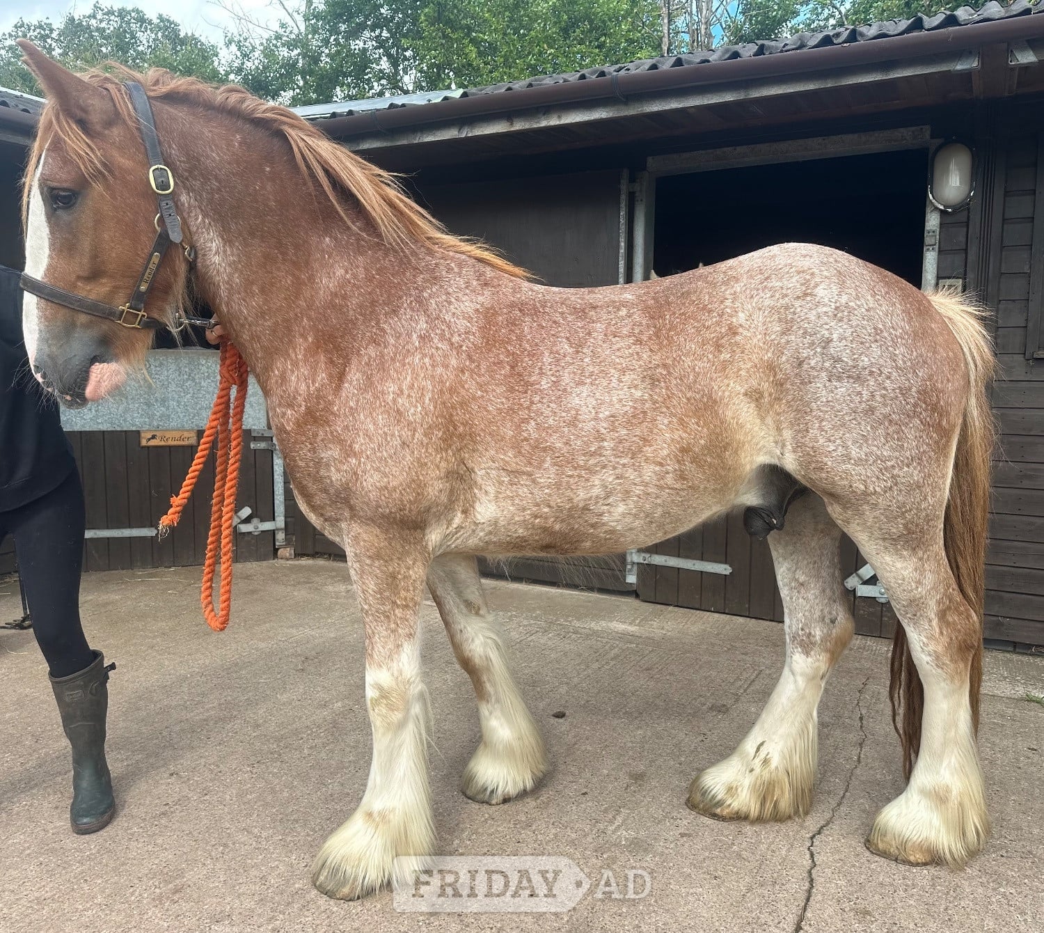 "Prince "  Gelding Cob/Heavy Horse - Horses in Wolverhampton